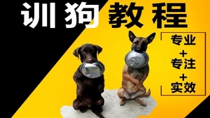 狗狗各种不良行为纠正教程