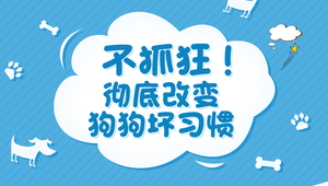 狗狗基本命令训练+坏习惯纠正训练