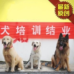 家养犬训练视频教程