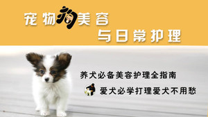 宠物美容视频教程